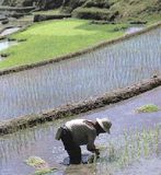 张安屯乡水稻种植